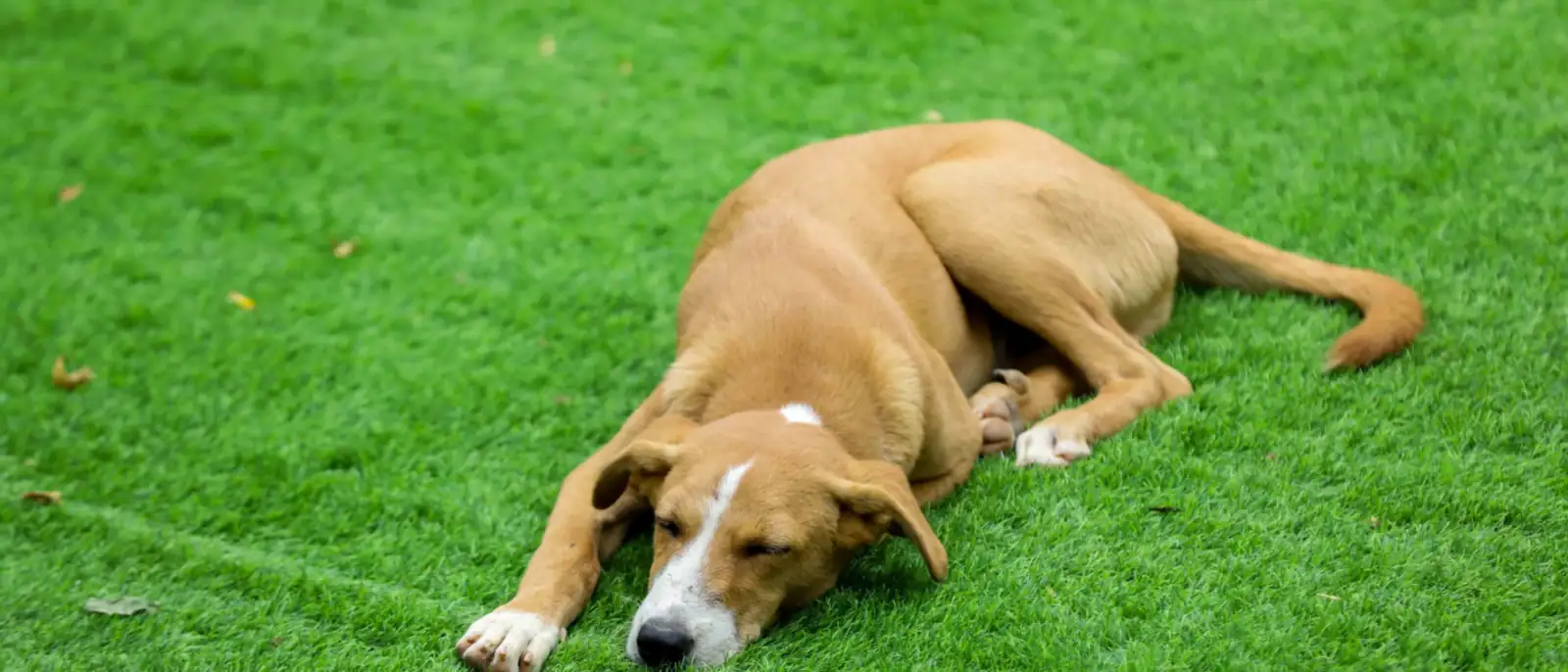 Césped artificial para mascotas en Pamplona