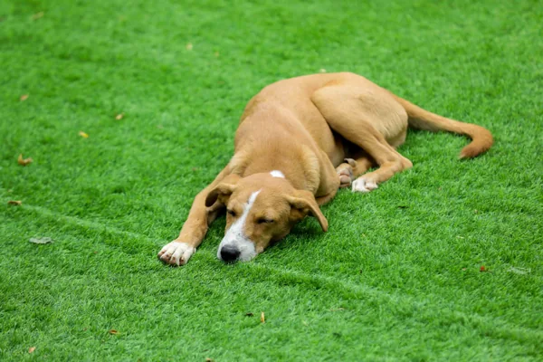 Césped artificial para perros en Pamplona